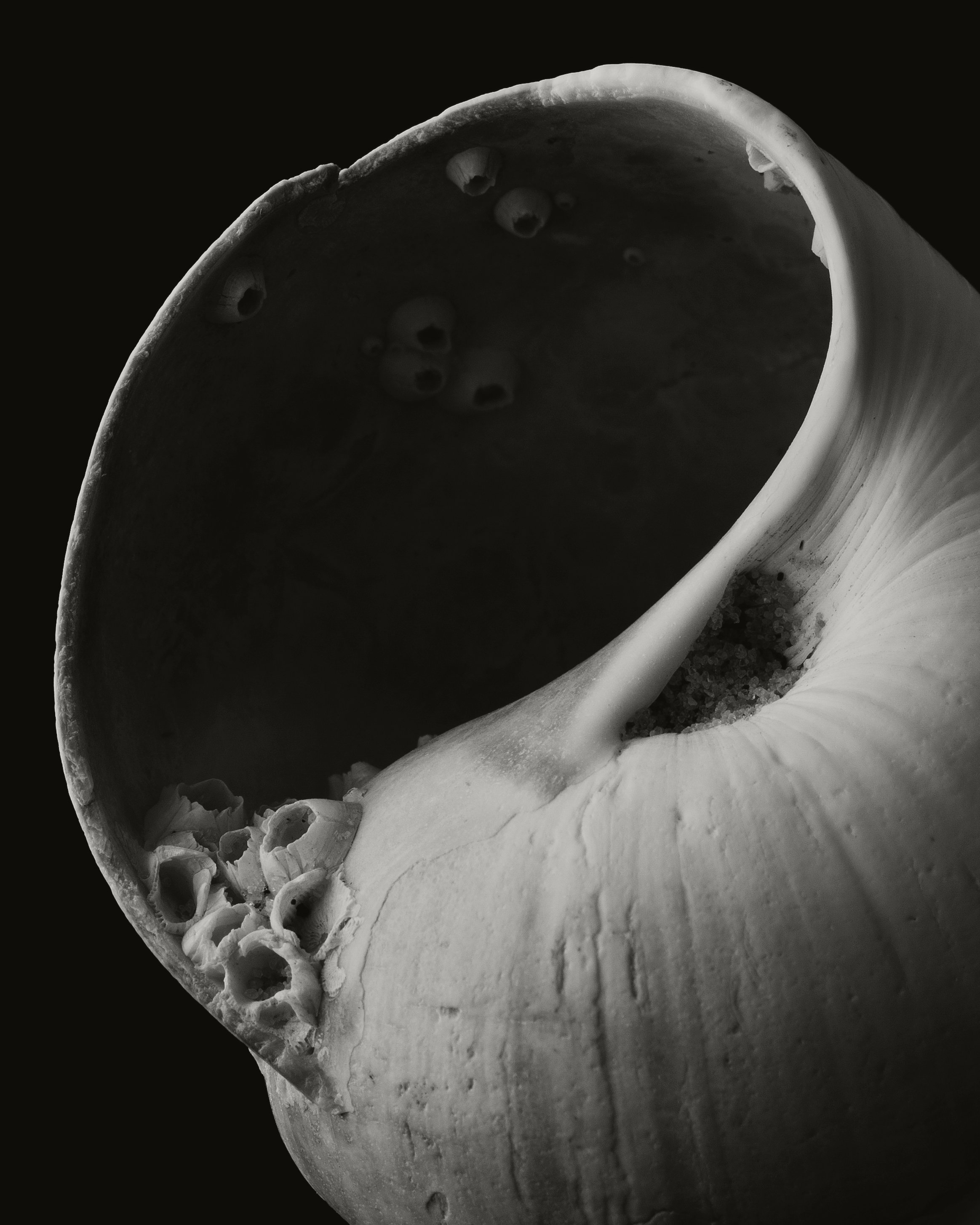 NantucketShell_0037-v2-Cropped.jpg