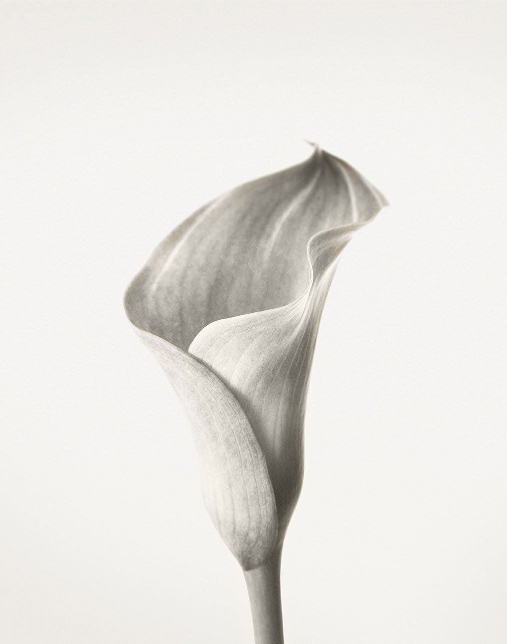SepiaFlower-LR.jpg