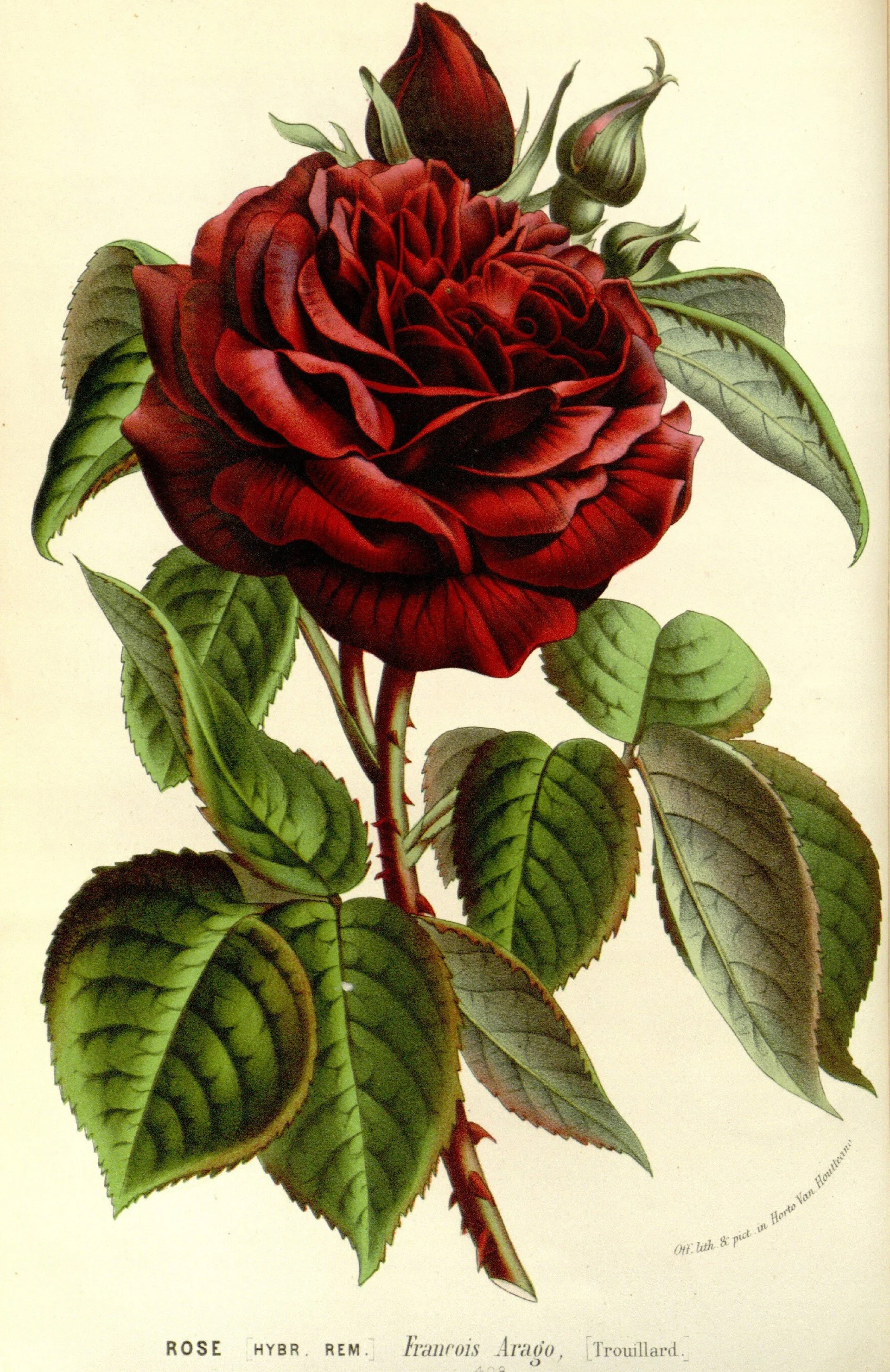Rose Remedies: Medicine in Early Massachusetts