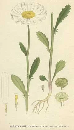 Daisies and Daffodils: Spring Flowers Medicine