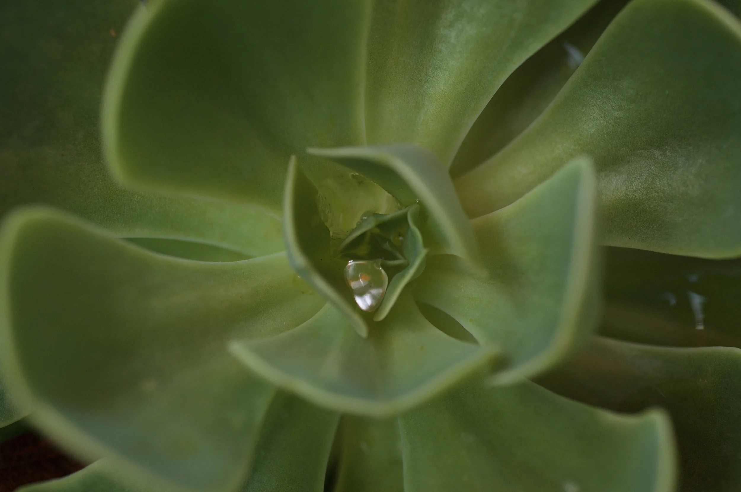 Succulent 1.jpg