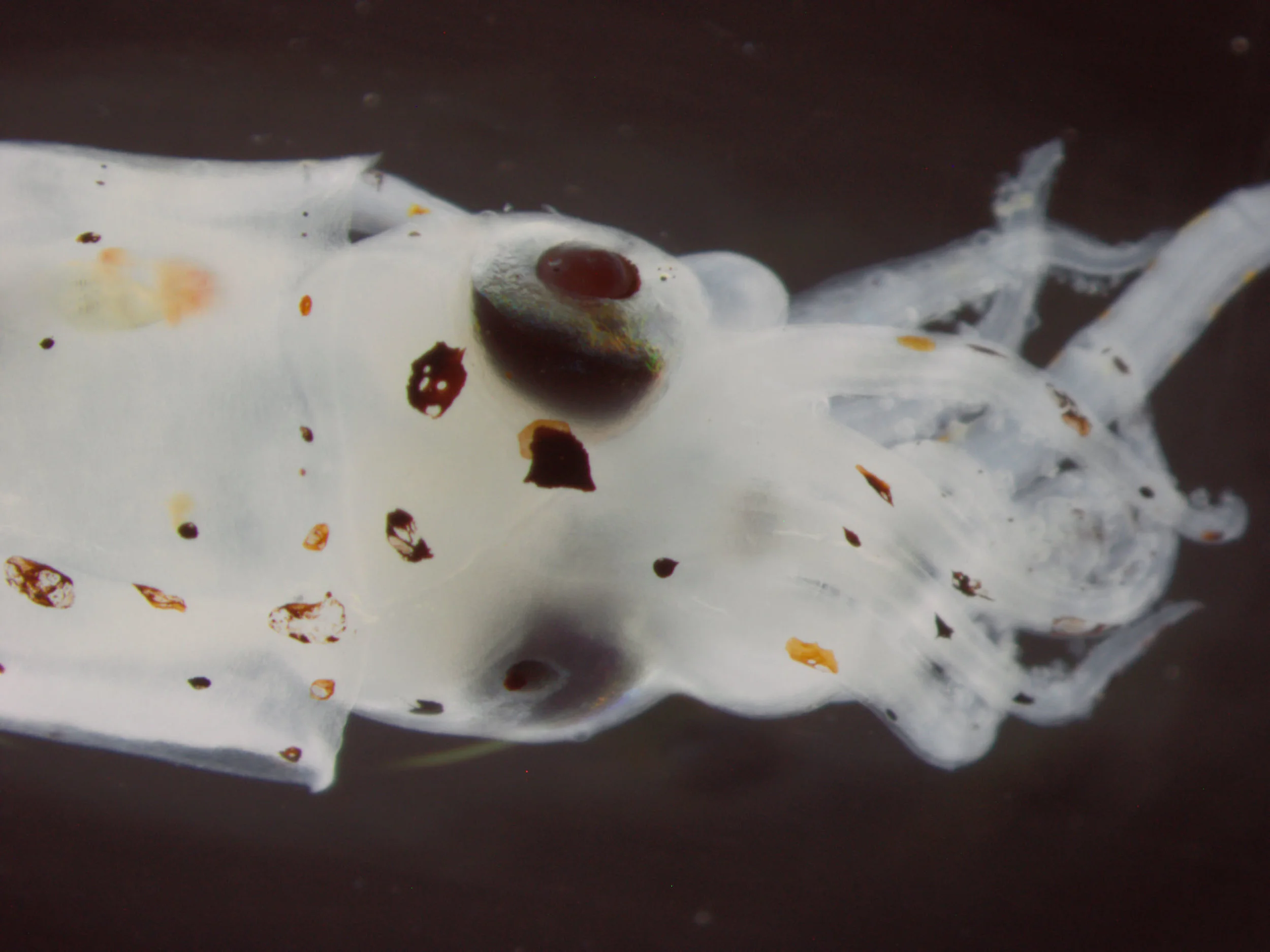 Squid2-JL.jpg