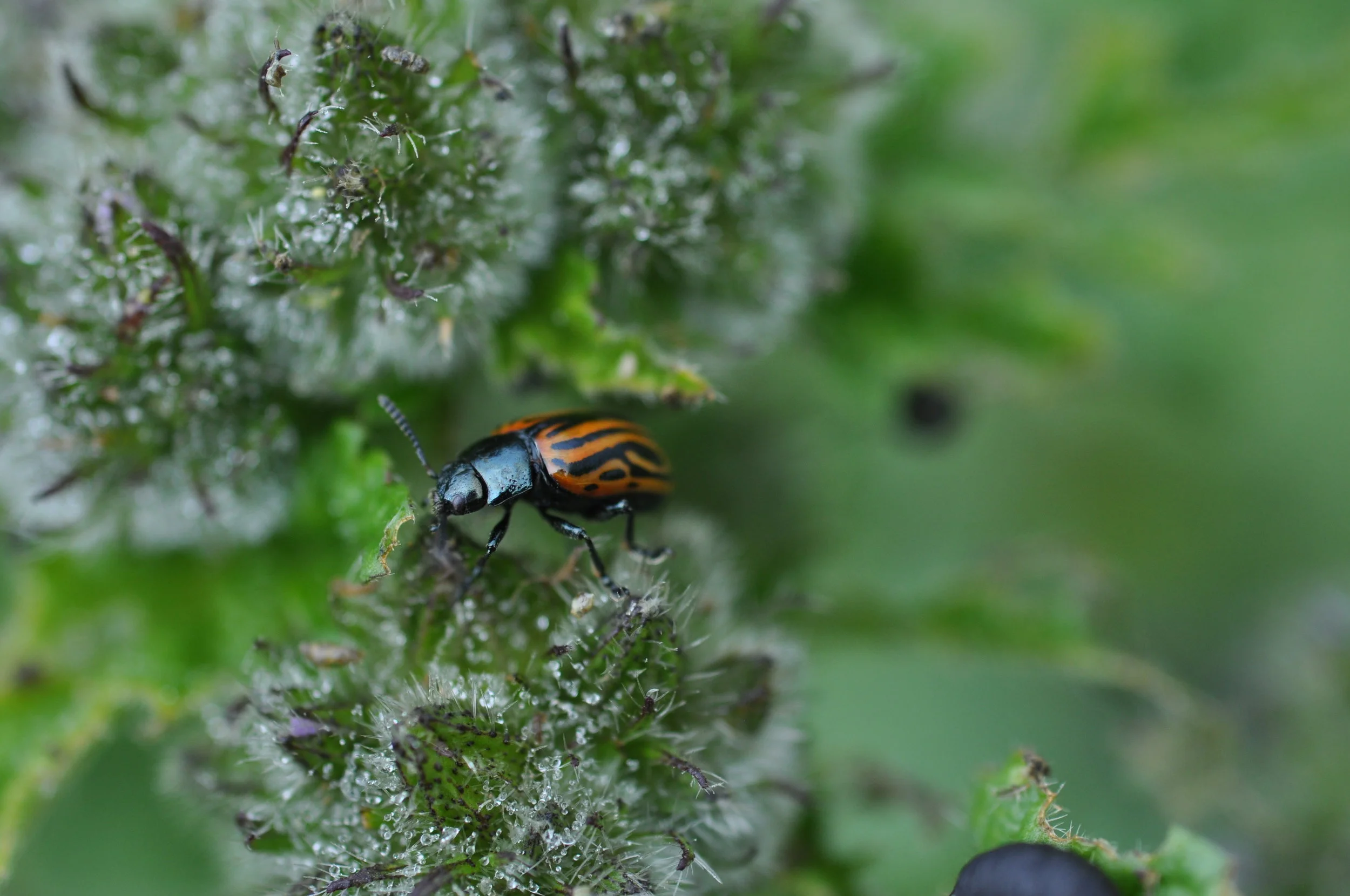 Peru beetle 1.JPG