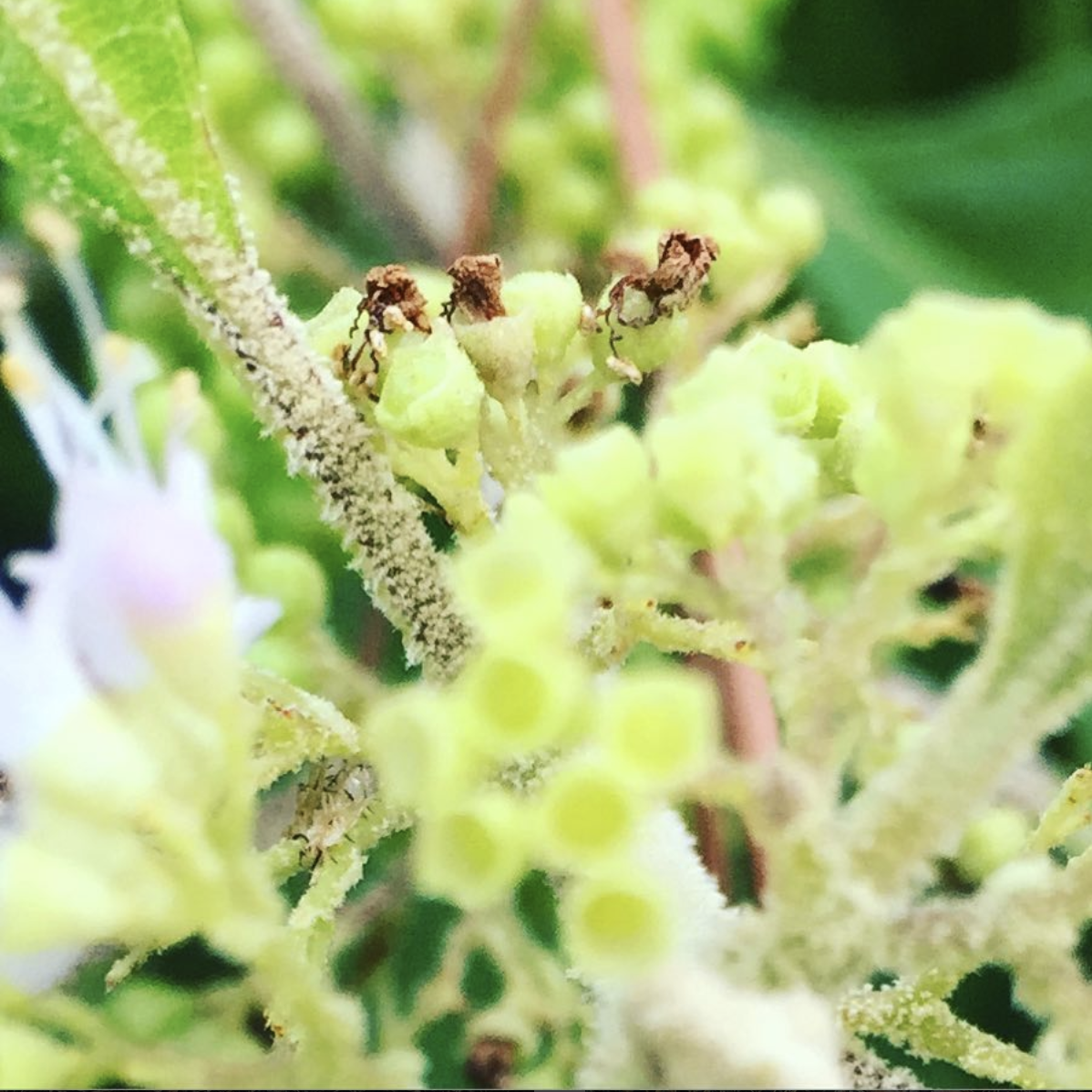 mcaban-flowers-6.png