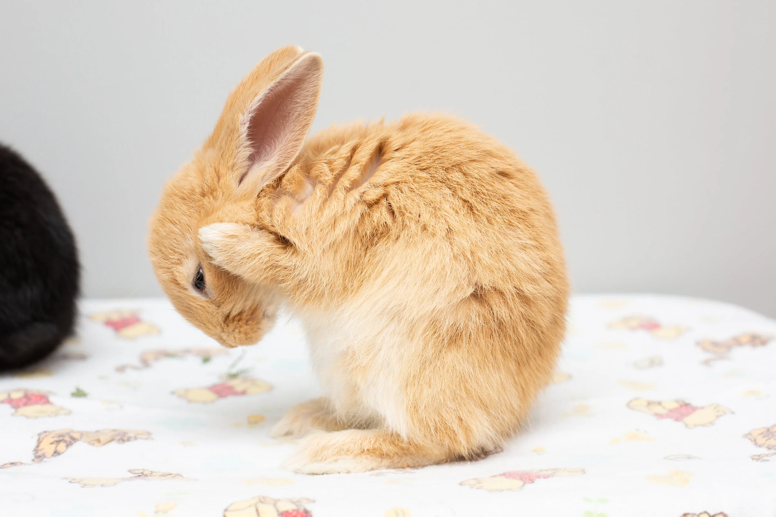 Give me aaaalllll the beans! - S2E3