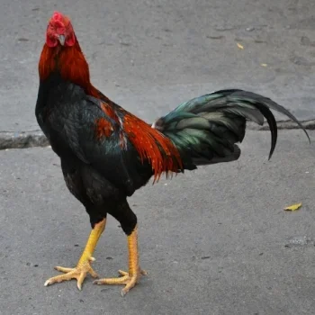 chicken-1105313_1920.jpg