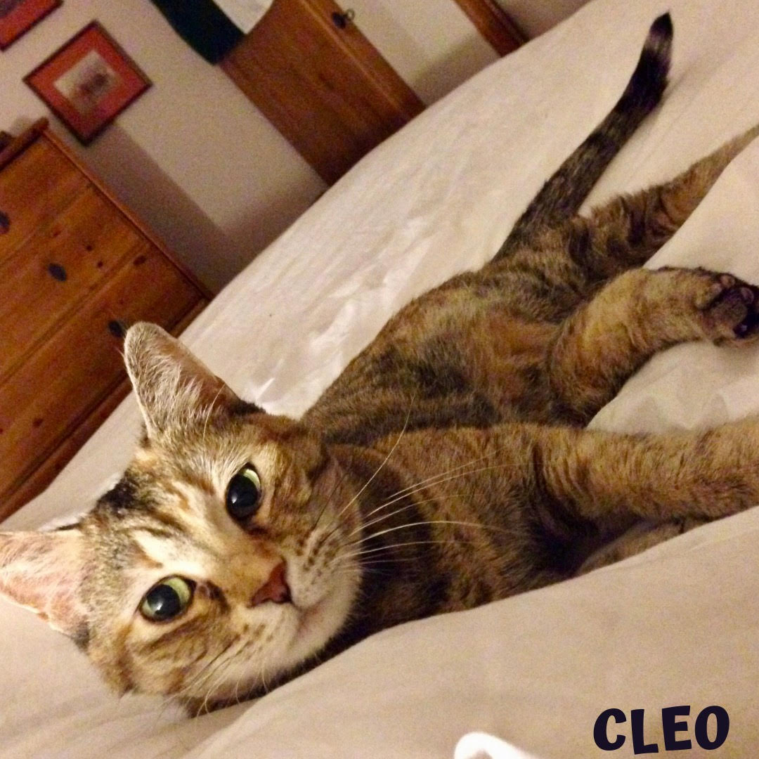 Cleo.jpg