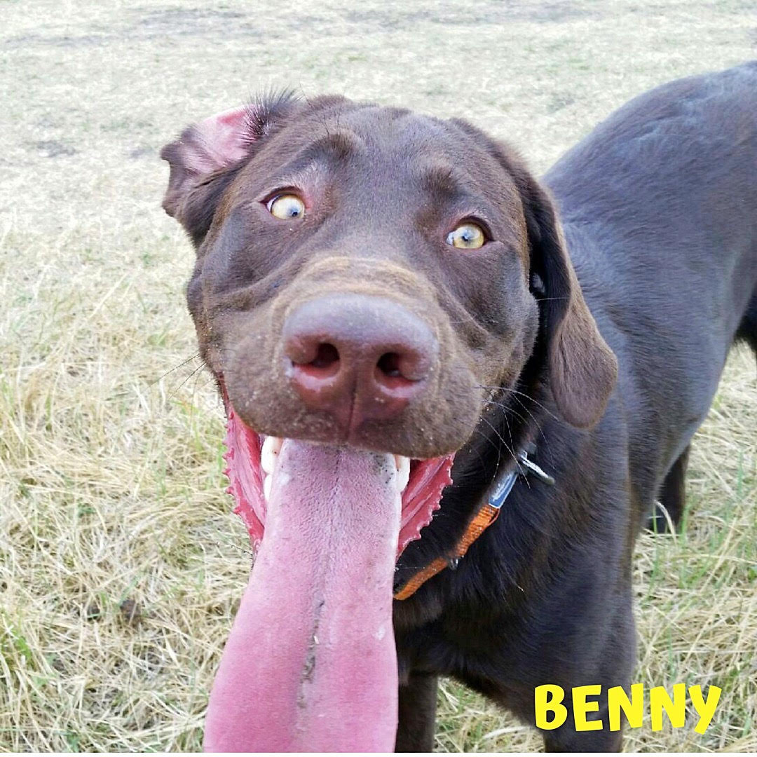 Benny.jpg