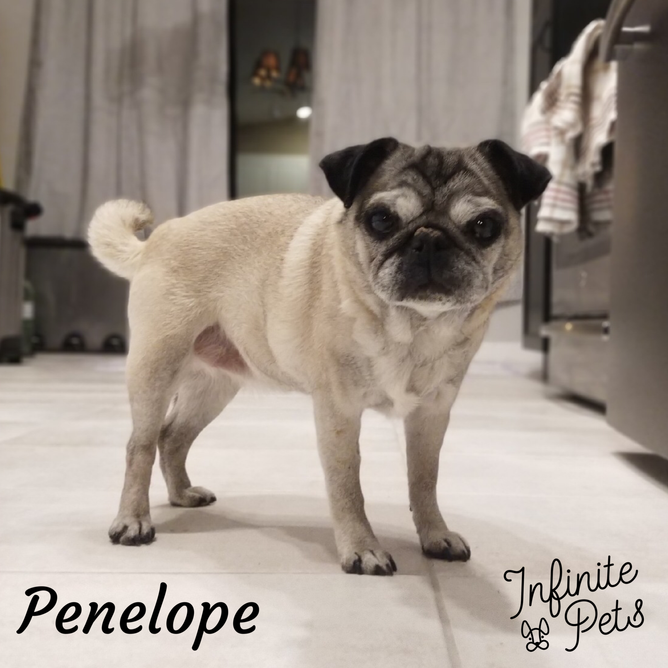 Penelope.png