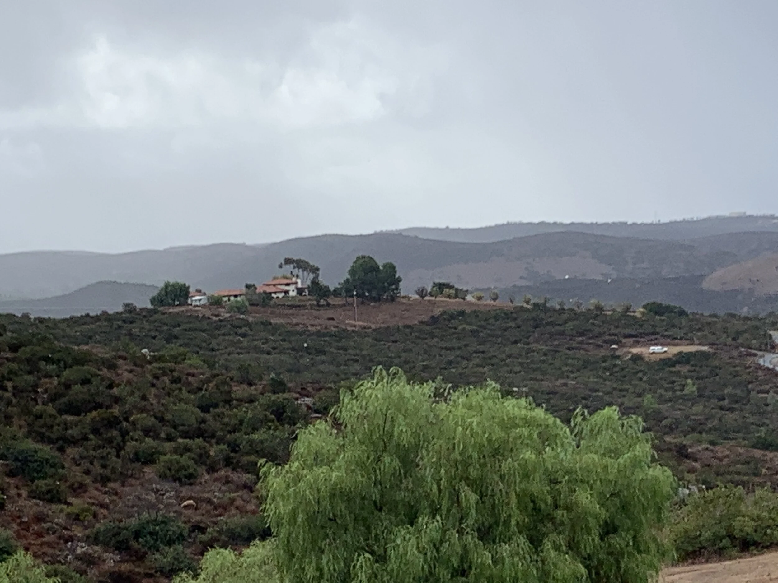 Pine Trees and Rain