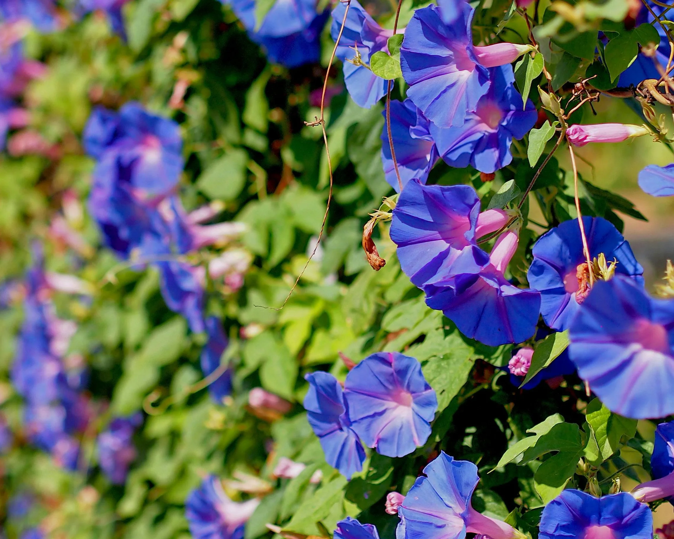 Spring Meeting in the Garden