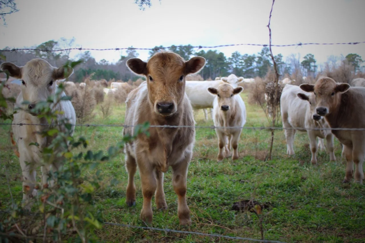 cows.jpg
