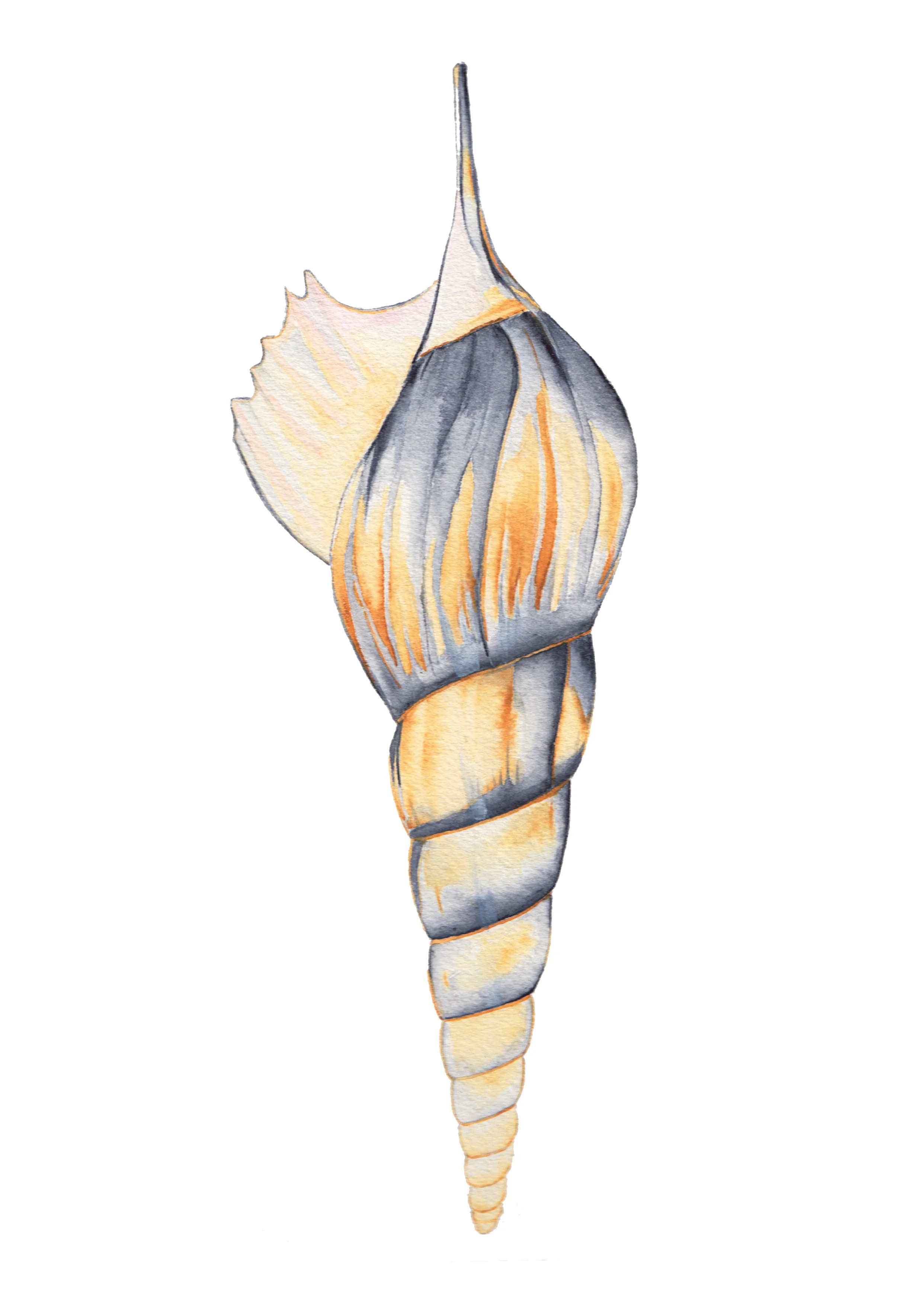 indigo ochre conch.jpg