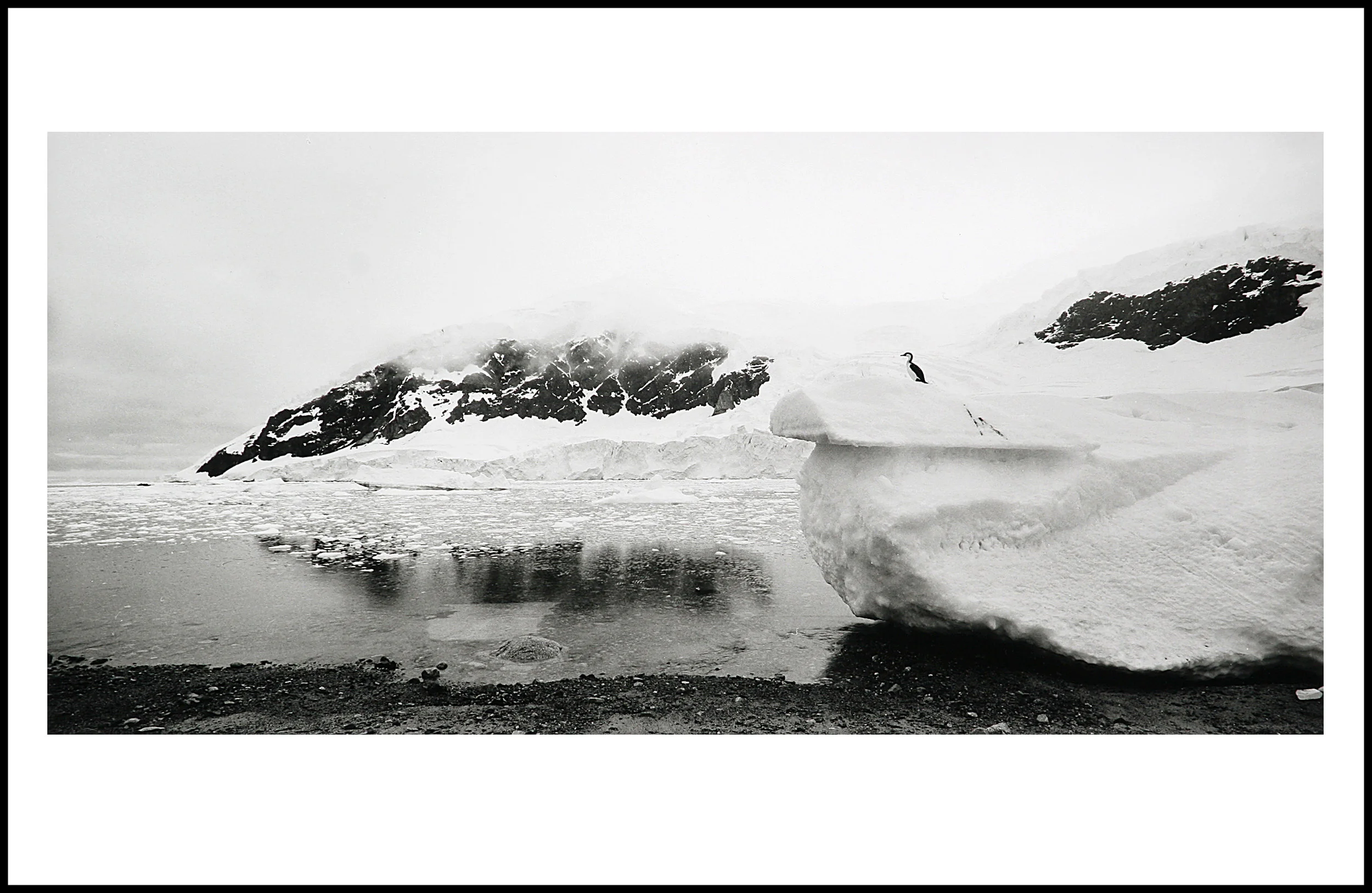 #148-40-2 Antarctic Shag  Card.jpg