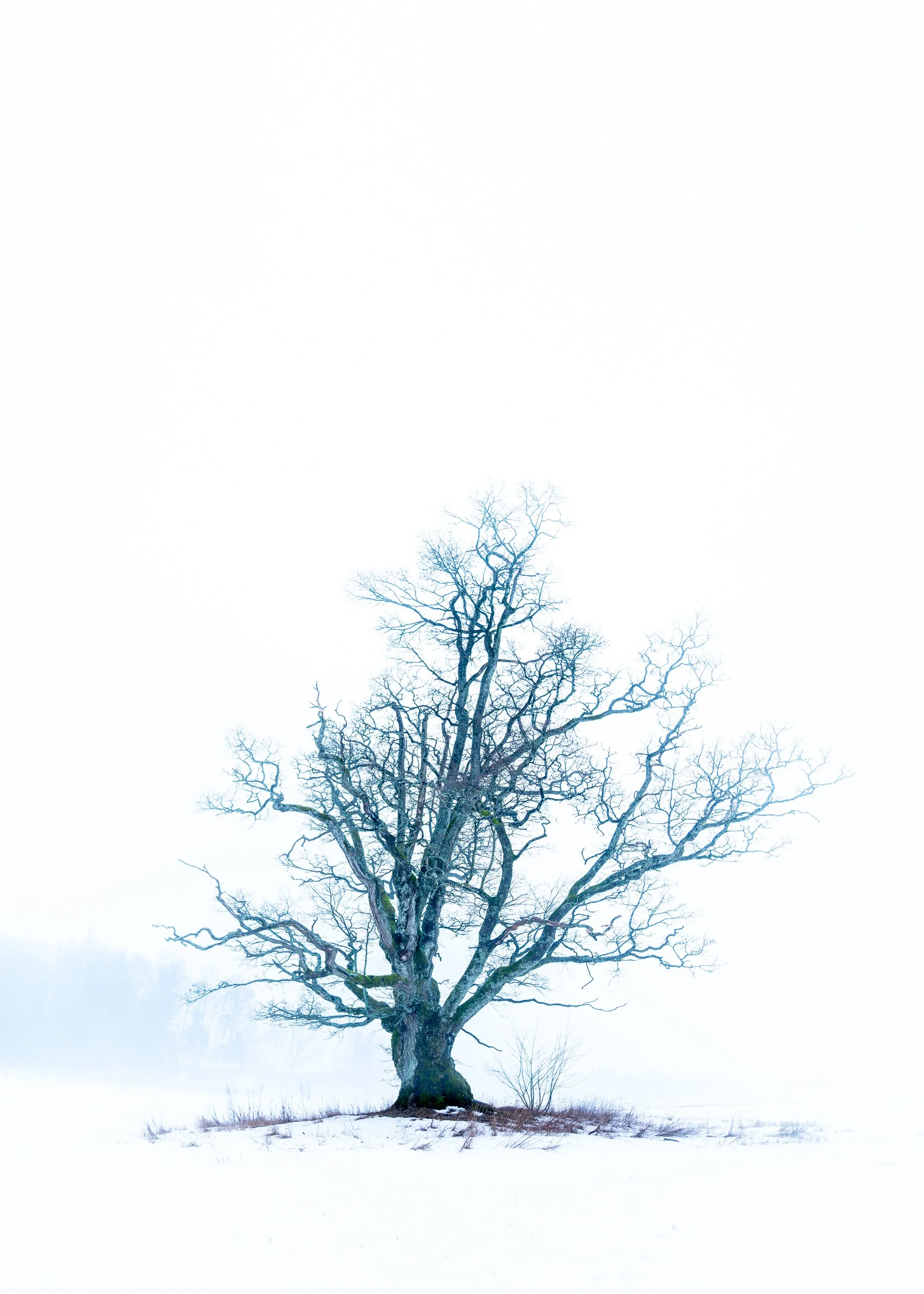 A solitary leafless tree standing in a snowy landscape with a foggy background.