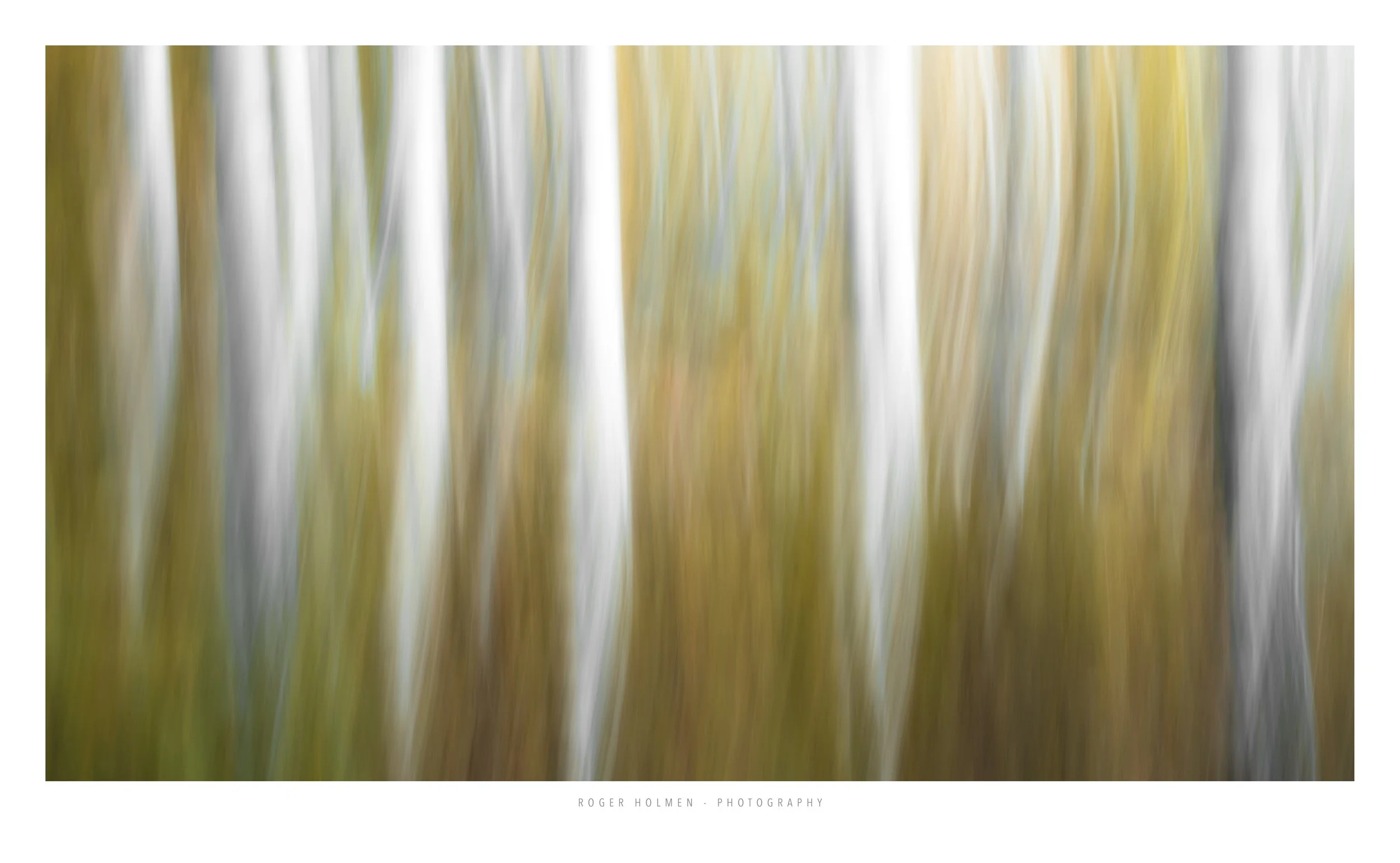 An abstract photograph of birch trees with fall colors captured with intentional motion blur, showing vertical streaks of white, gray, and greenish-yellow colors.