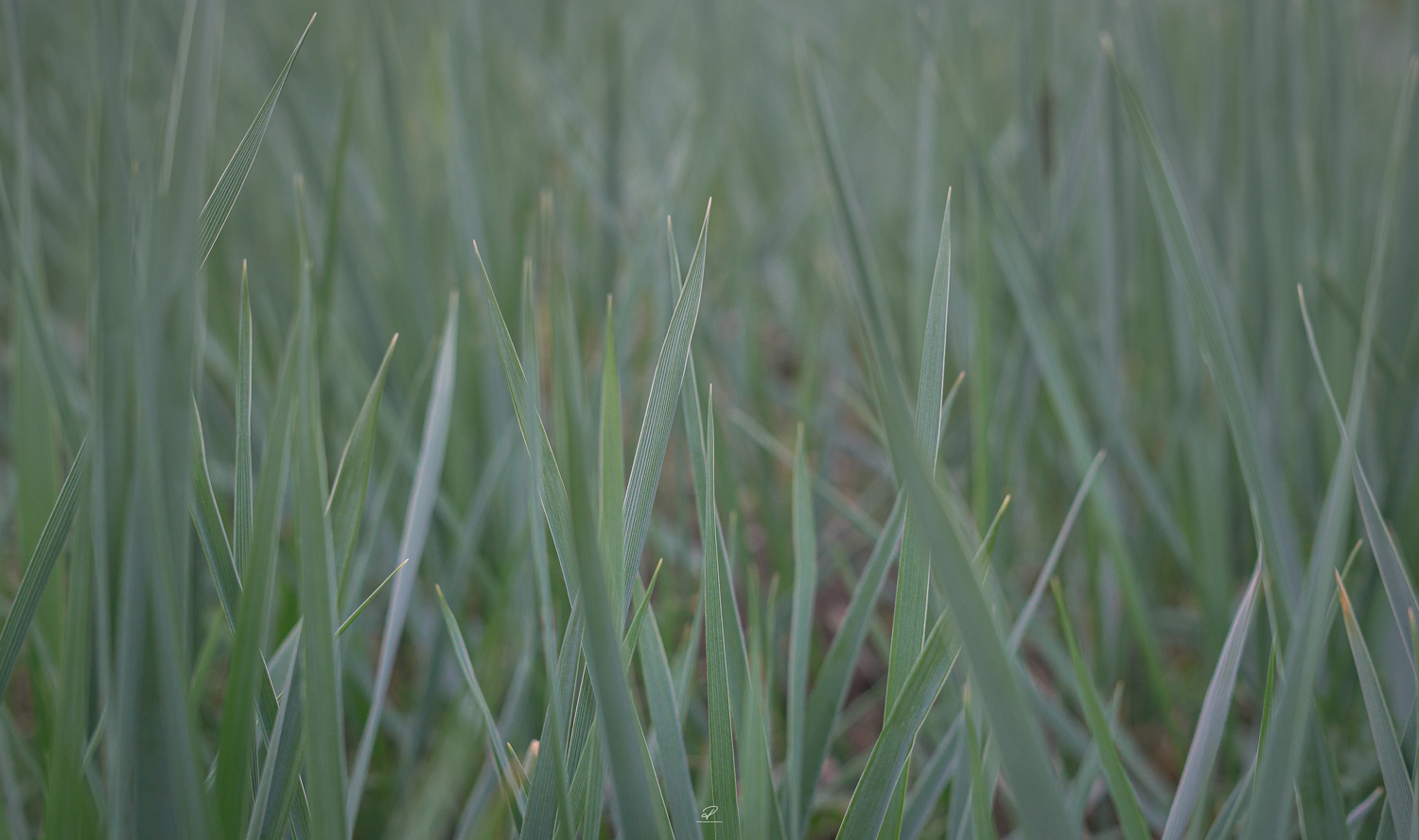 Greengrass.jpg
