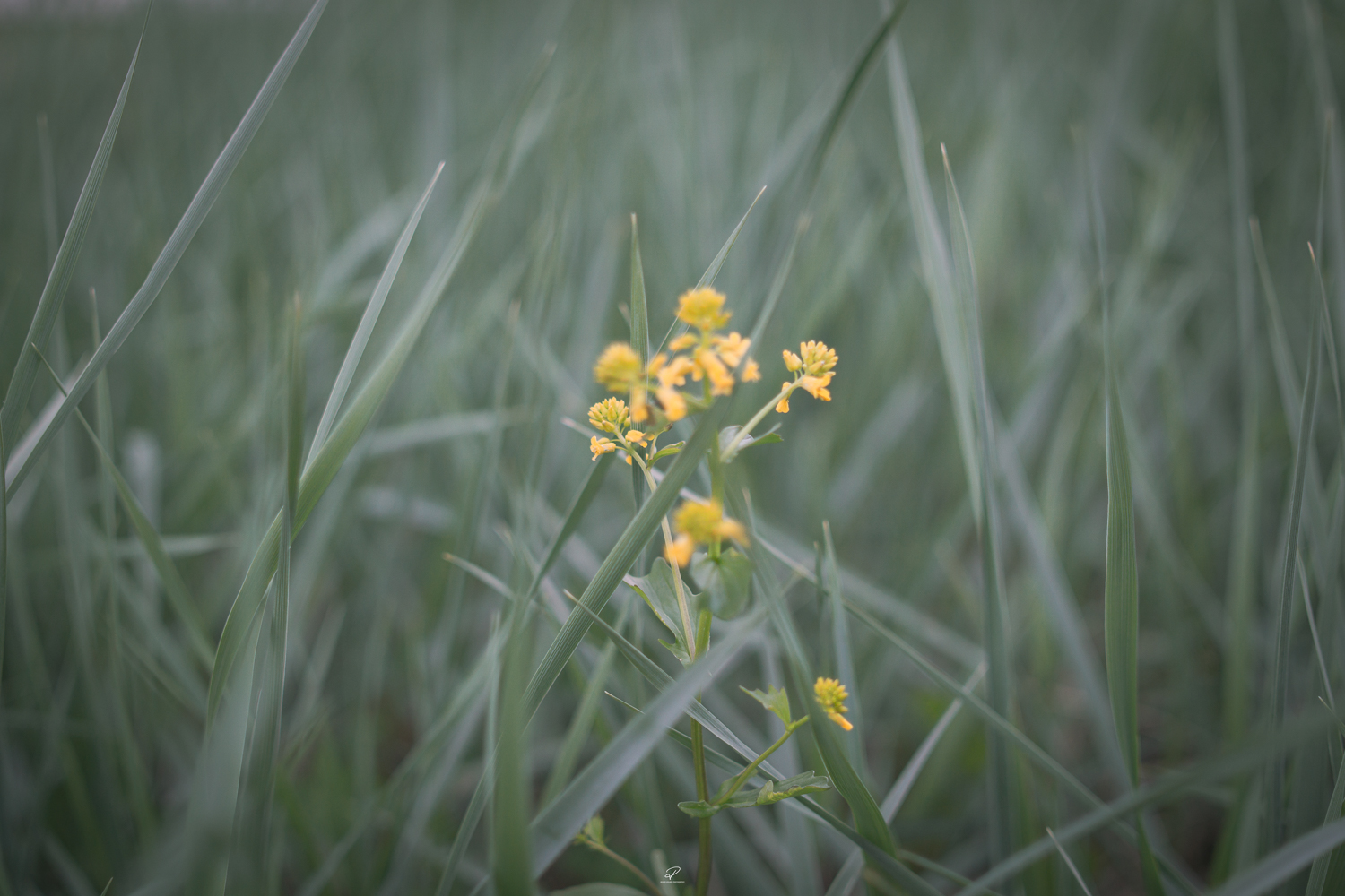 Yellowflowerwide.jpg