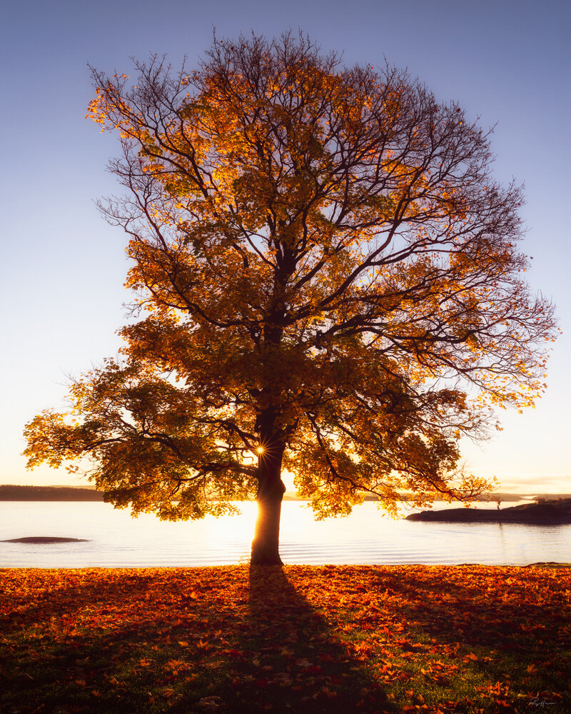 Glowing tree.jpg