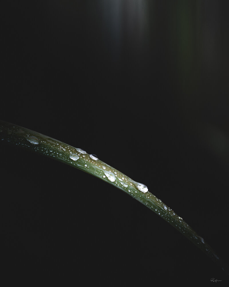 Raindrops on leaf.jpg
