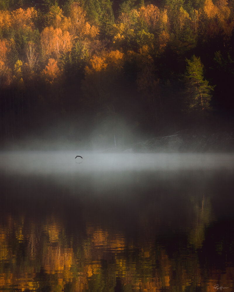 Bird in morning fog.jpg