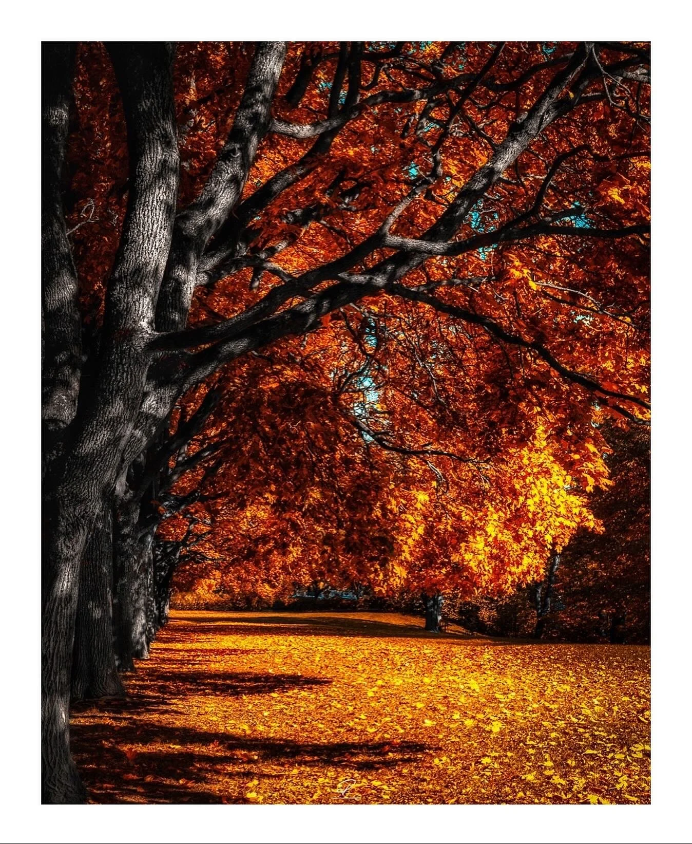 Favorite season incoming! 🍁🍂

#fall #autumn #orange #naturephotography #h&oslash;st #h&oslash;stfarger #focusnordic #elementsphotomag #nomadict