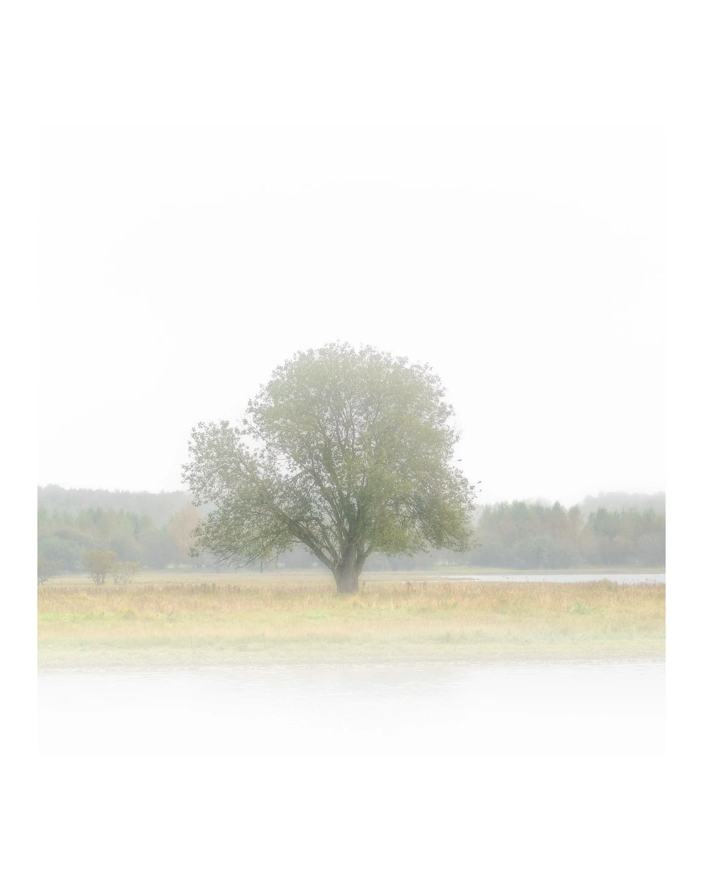 Embracing minimalism... 

Today's photo mission yielded some serene shots, thanks to the fog and perfect conditions. Definitely returning to explore further 😀

#bealpha #minimalism #autumnminimalism #nomadict #elementsphotomag #focusnordic #&aring;r