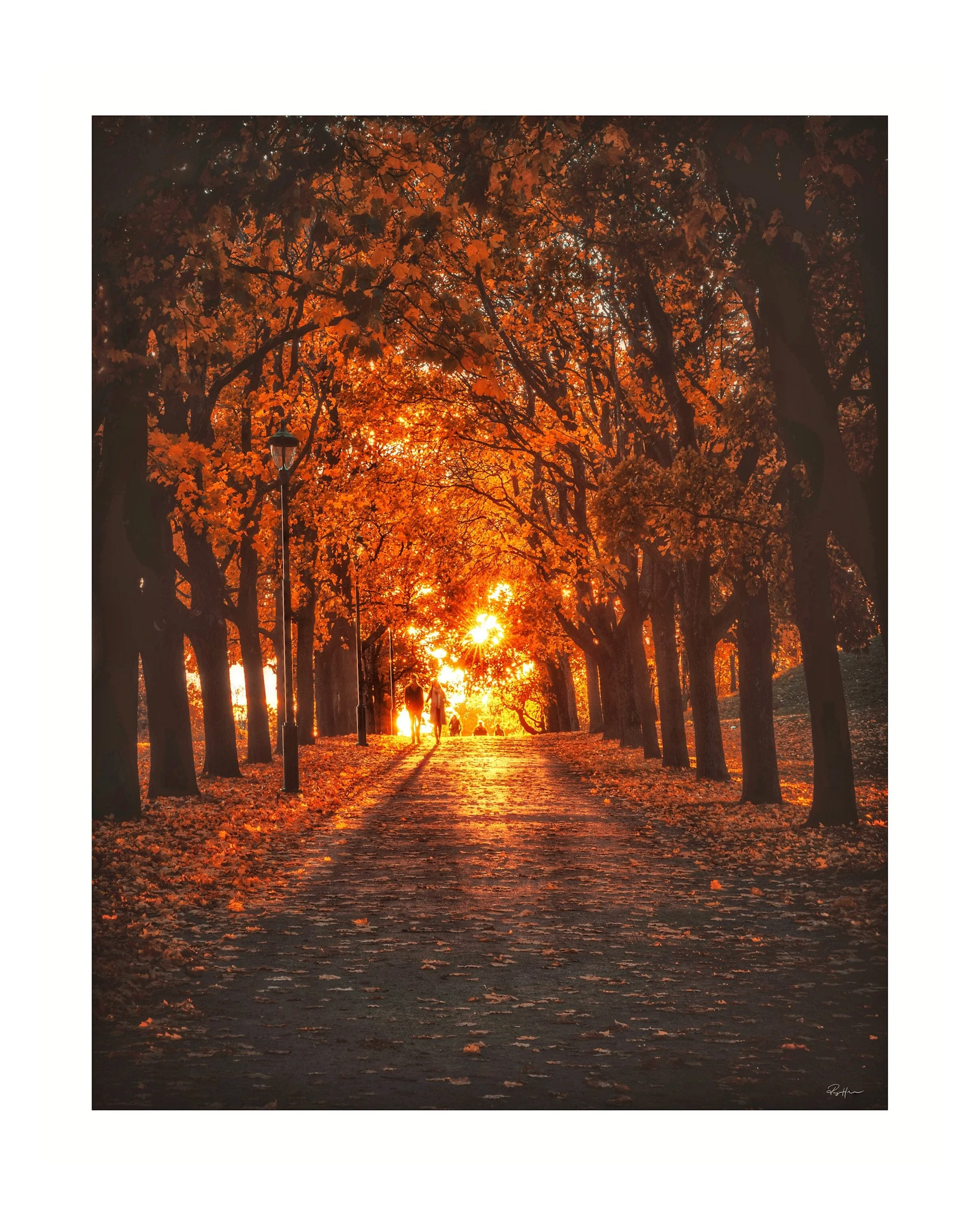 Autumn is finally starting to show its colours. 🍂

This one is from the archives &mdash; an older image from Vigelandsparken, captured on one of those evenings when the setting sun lit up the orange leaves and turned the whole avenue into a tunnel o