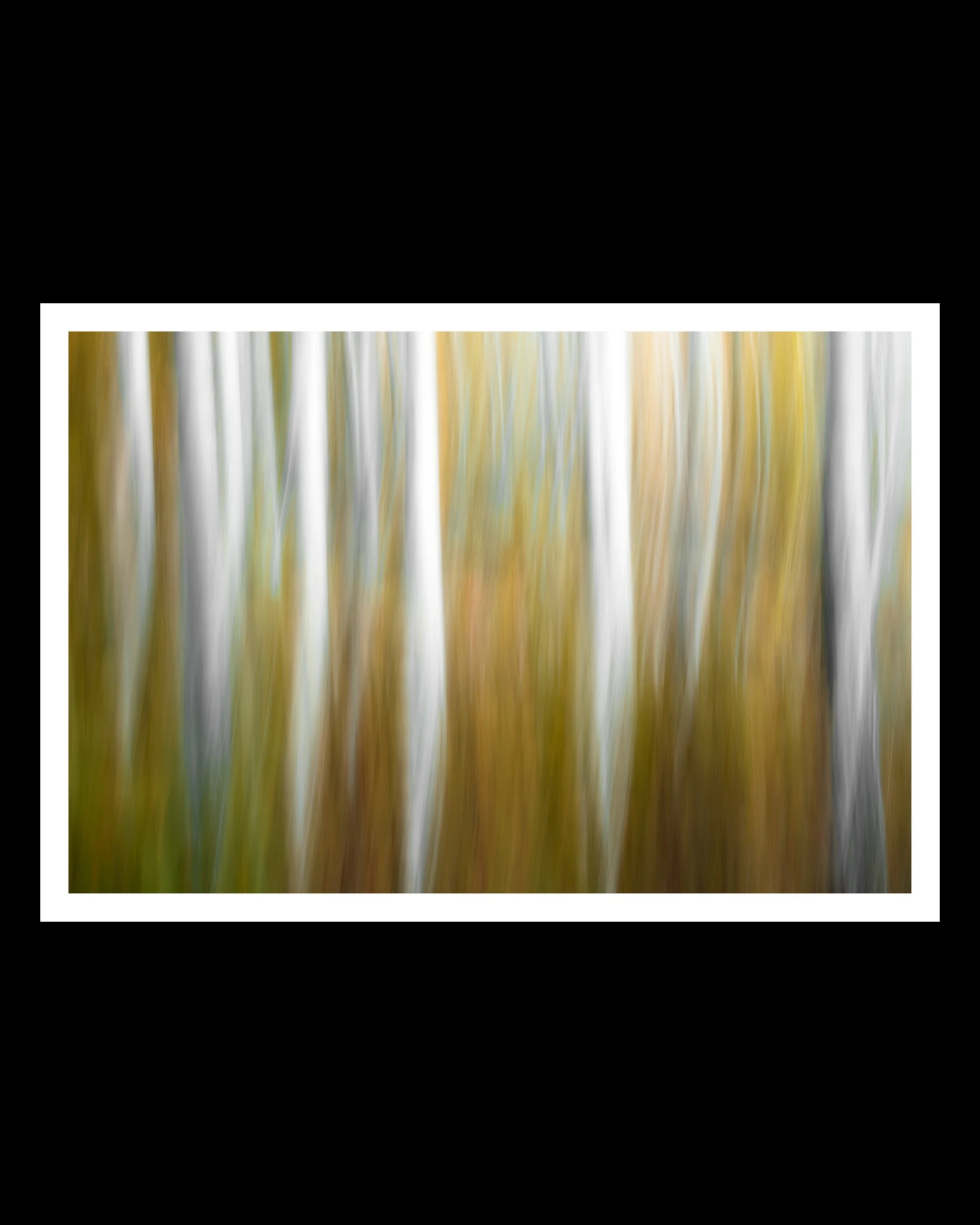 Quiet Motion IV

Autumn reduced to light, color and movement.

There are moments when a landscape becomes more interesting when its details begin to disappear.
Quiet Motion IV was created among birch trees in autumn. Instead of freezing the scene, I 