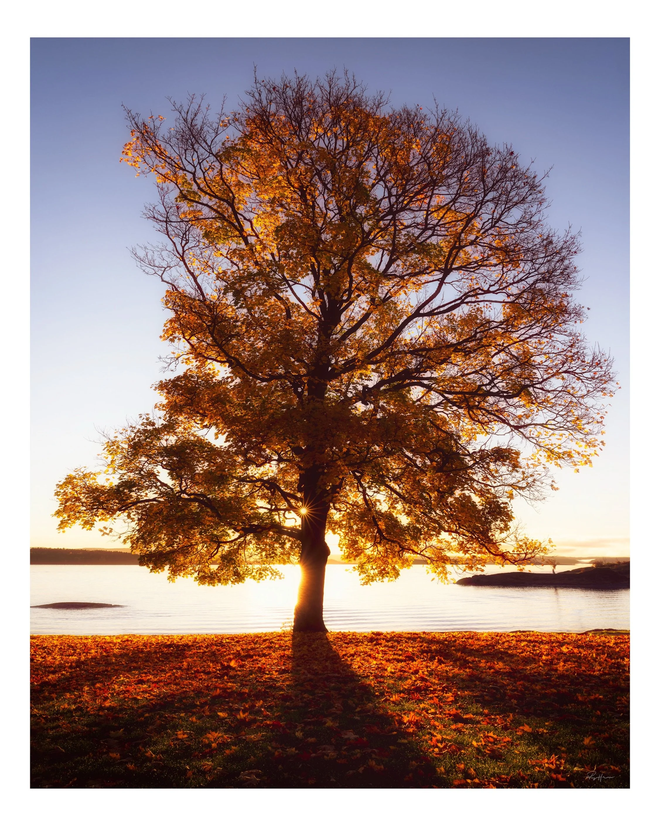 A little autumn light from the archives. 🍂

This image was taken a few years ago at Fornebu, on one of those crisp mornings when the low sun turns everything it touches into gold.

I had photographed this old tree before, but on this particular morn