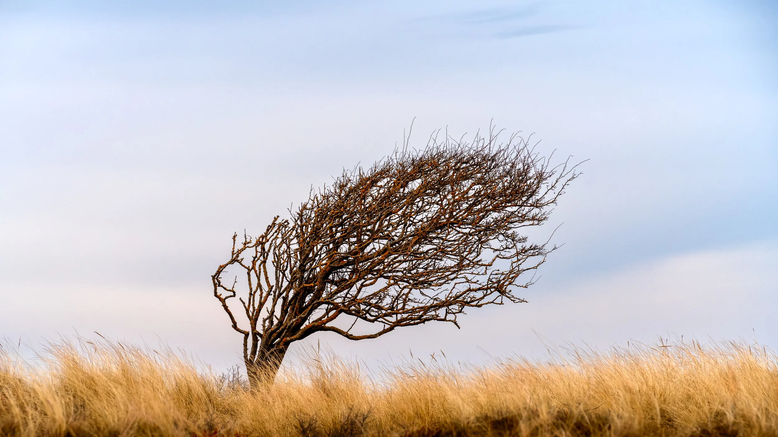 A solitary tree with bare branches leaning to the right in a grassy field under a partly cloudy sky.