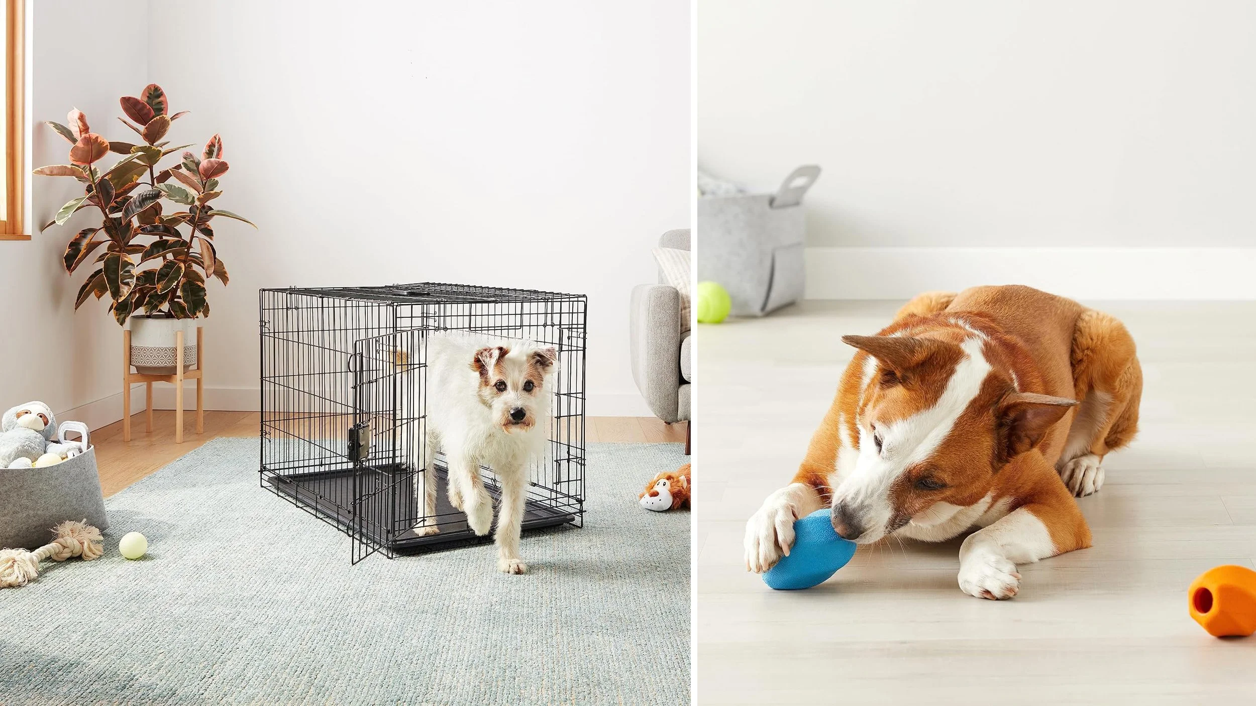 AB_Pet_product.jpg