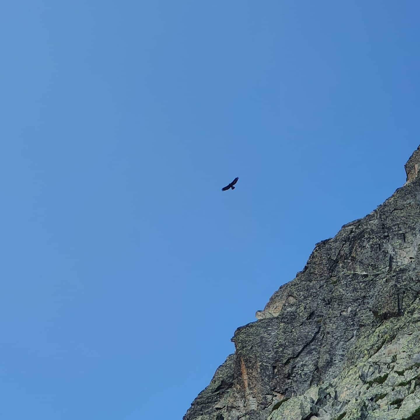 Al wanted to squeeze in a couple of routes before his family arrived this afternoon so under the watchful eye of the soaring eagle, we did just that. 
We also saw a Marmott so surely that's two of the 'chamonix big 5'!? 👌

Despite being #utmb week, 