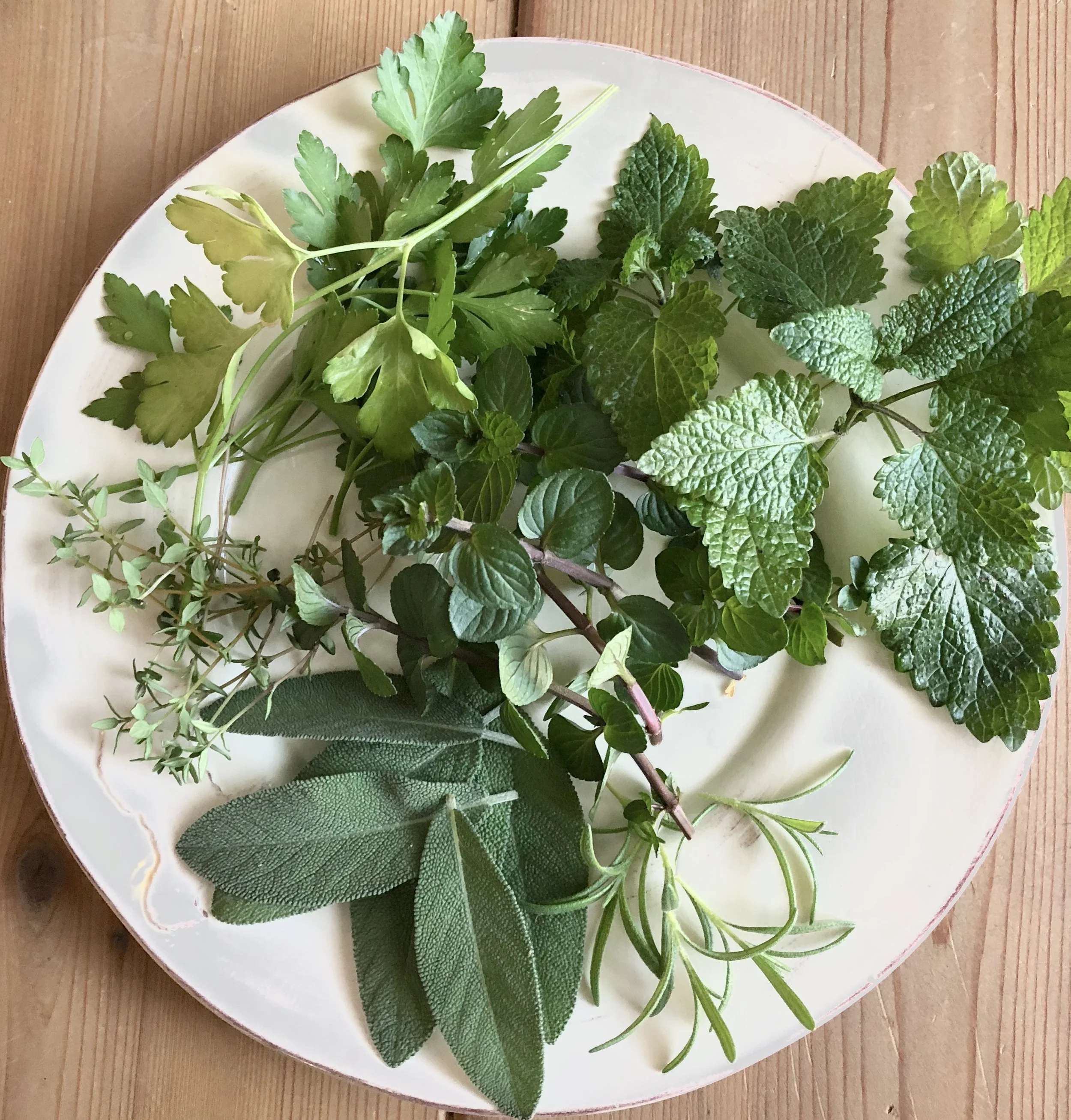 Harvesting Your Homegrown Herbs