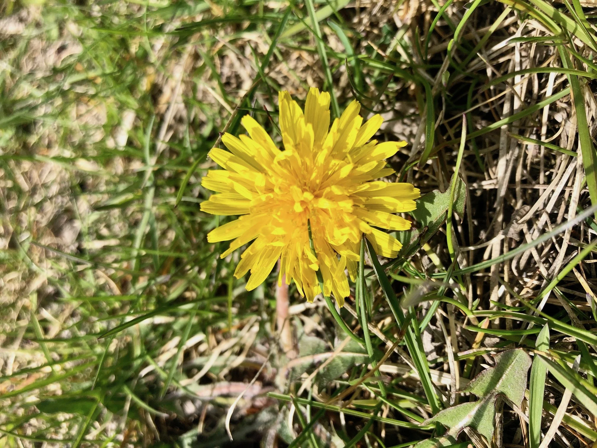 dandelion.jpg