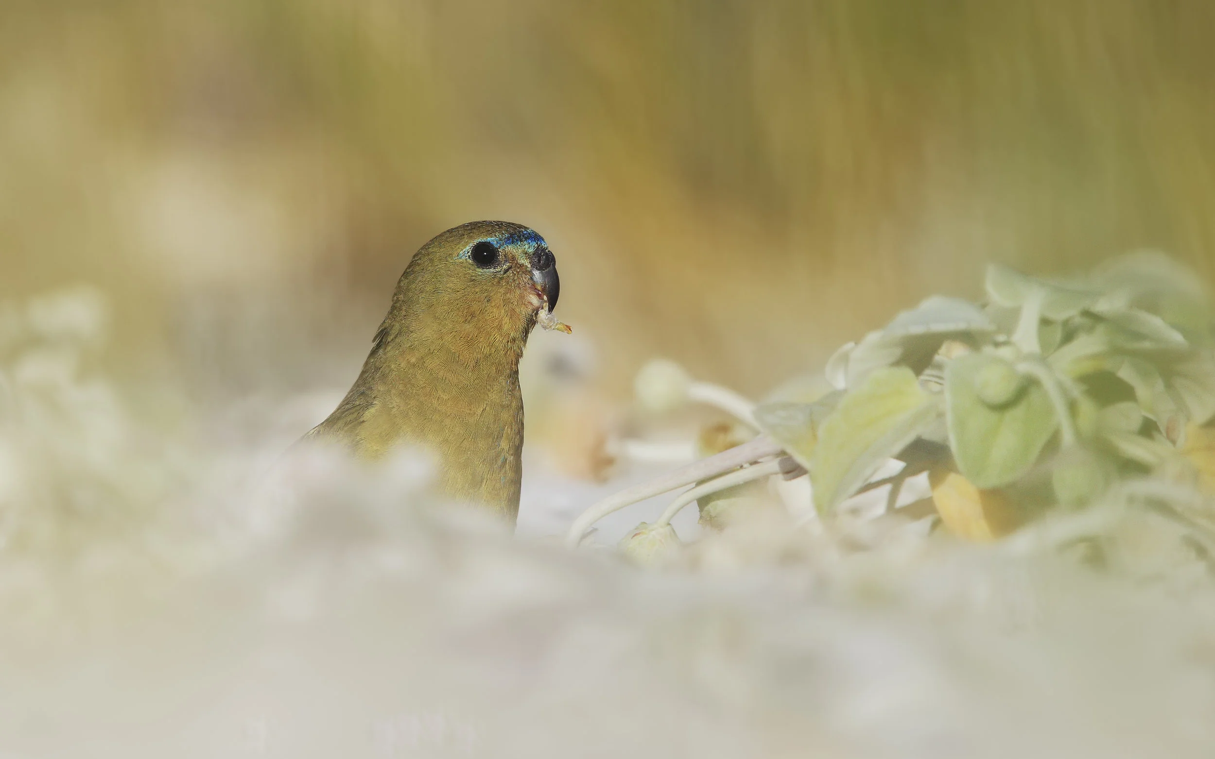 Early Bird Guest/Spouse Registration, prior to 4/9/19