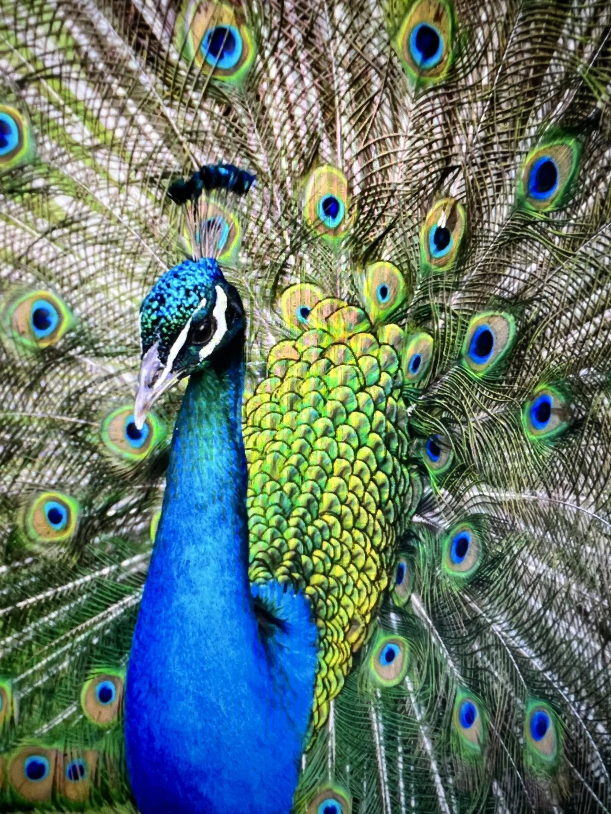 Early Bird Attendee Registration, prior to June 1, 2026