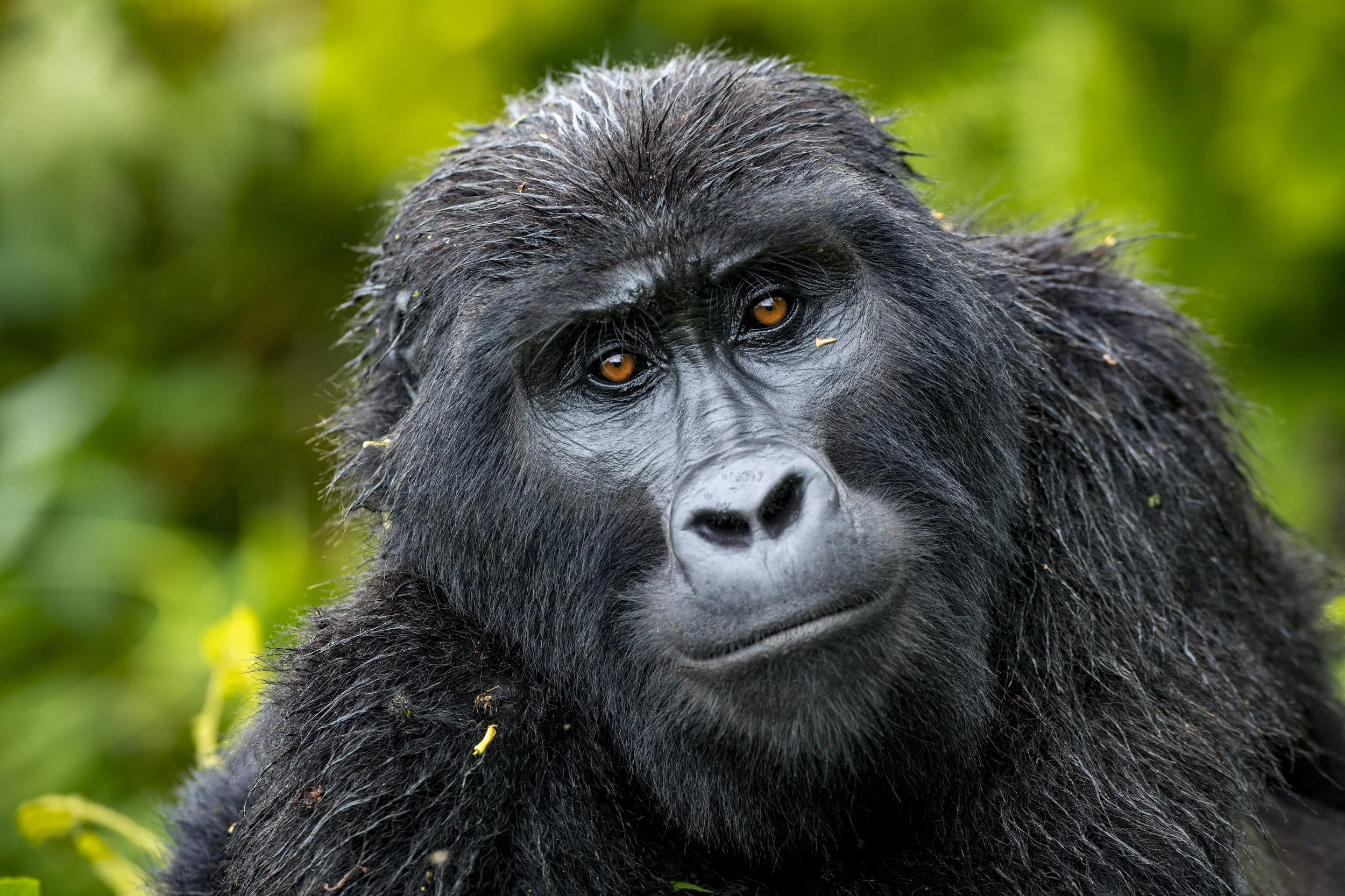   Wildlife  