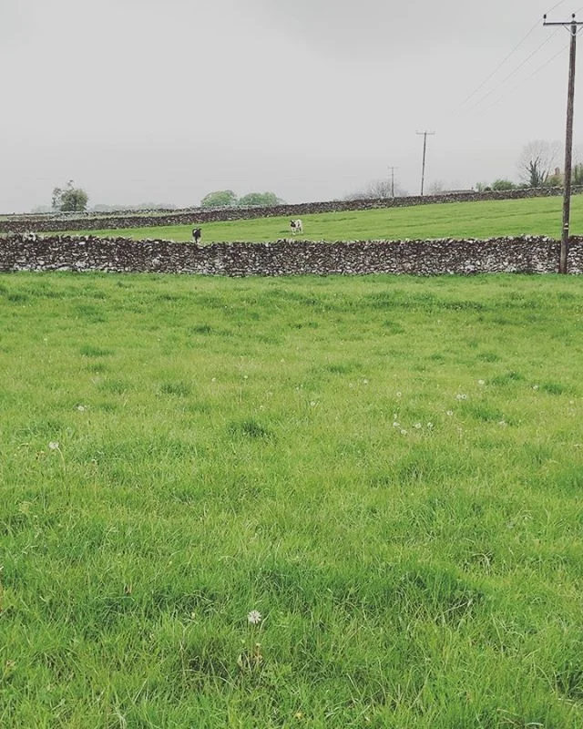 Out here playing to any poor soul who will listen. 🐄 #eatmorchikin #peakdistrict #countryside #seeyacow