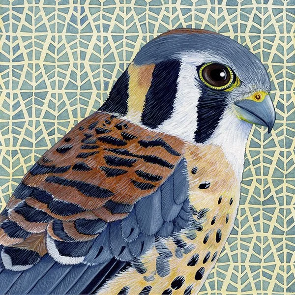 kestrel.jpg