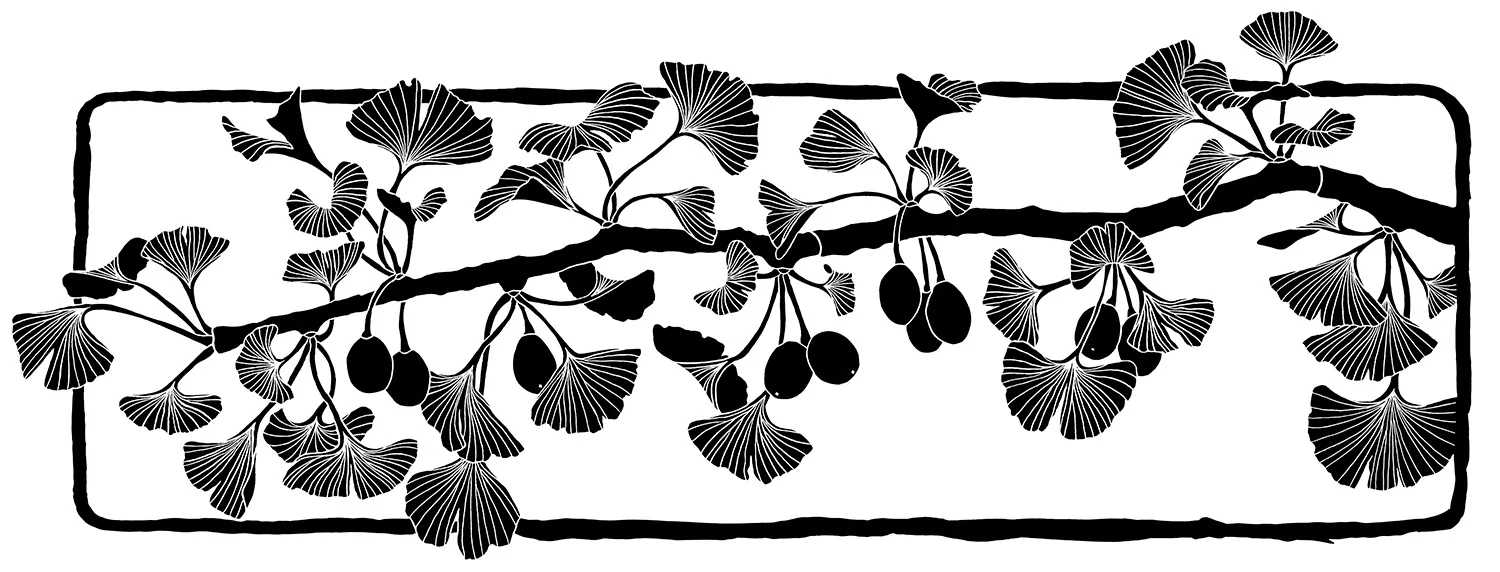 Ginkgo.jpg