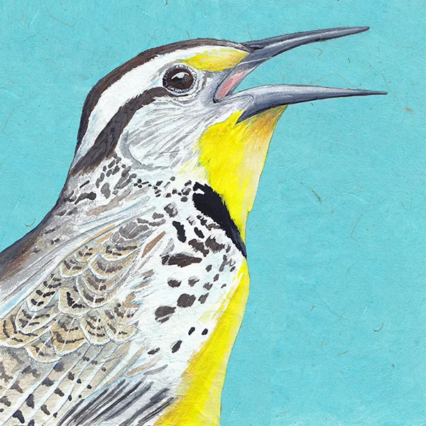 meadowlark.jpg