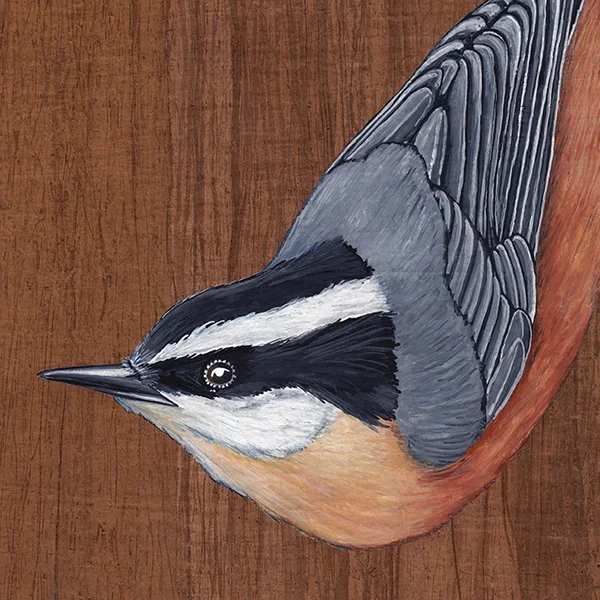 nuthatch.jpg