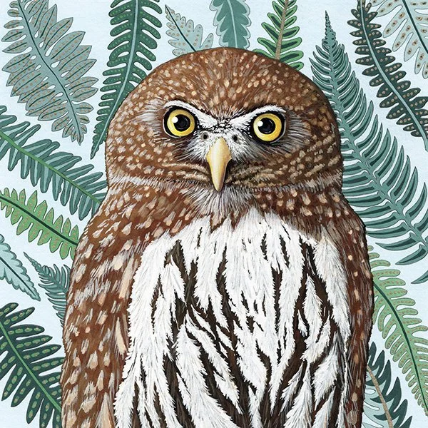 pygmy_owl.jpg