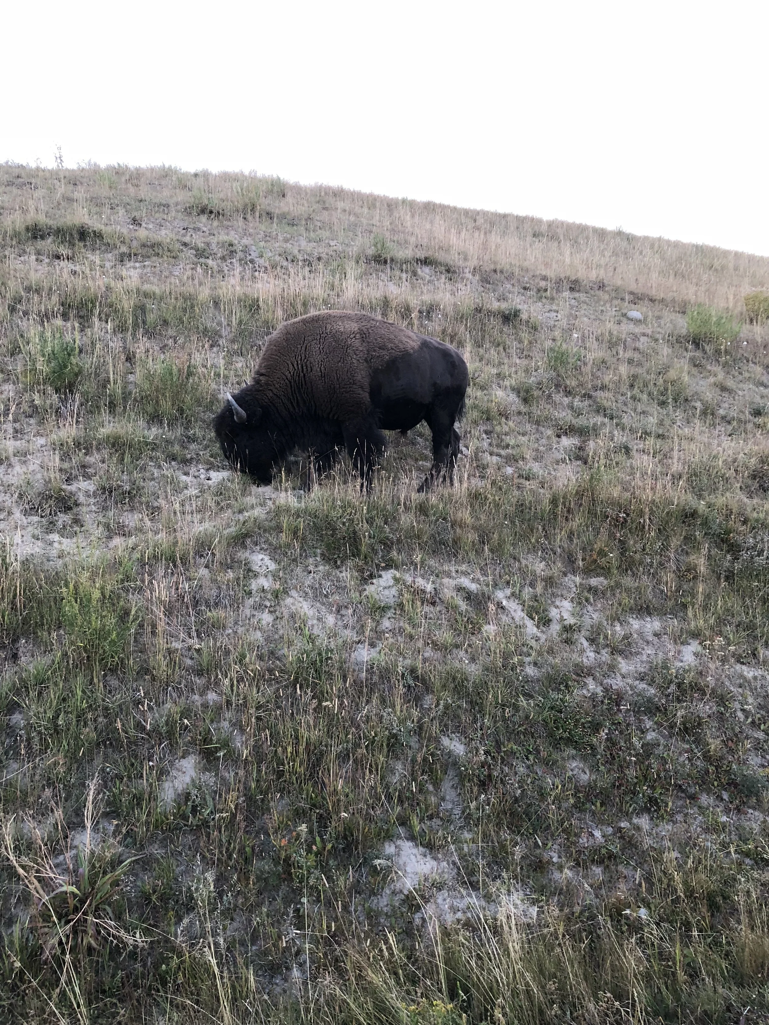 Bison were everywhere!