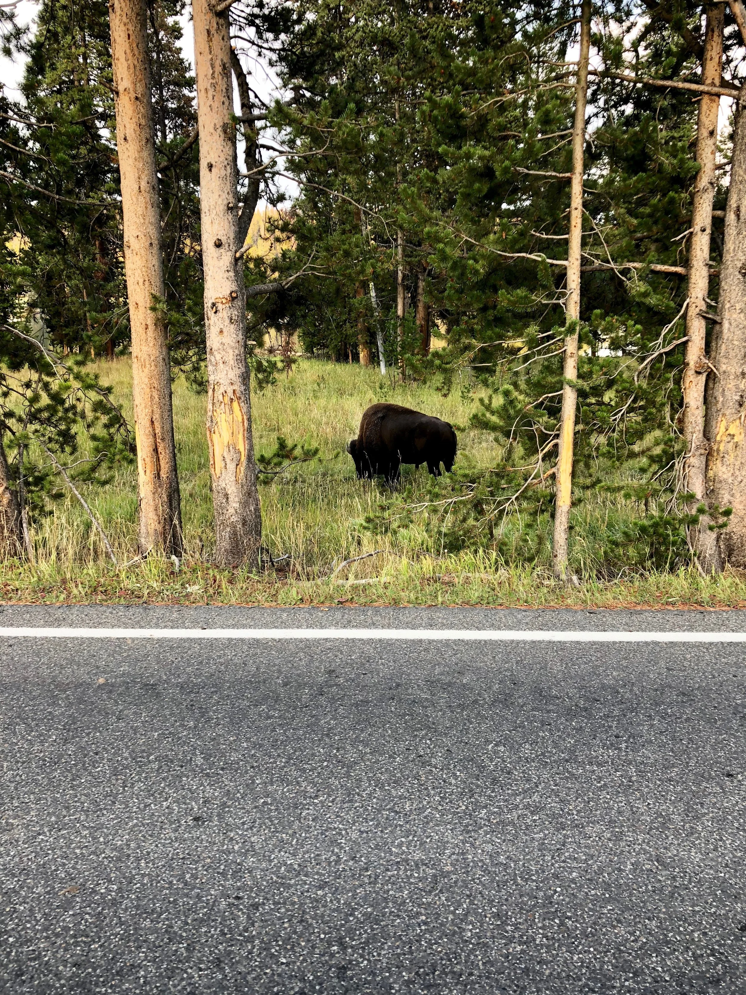 Every time we saw a bison it was a big deal. Every single time.