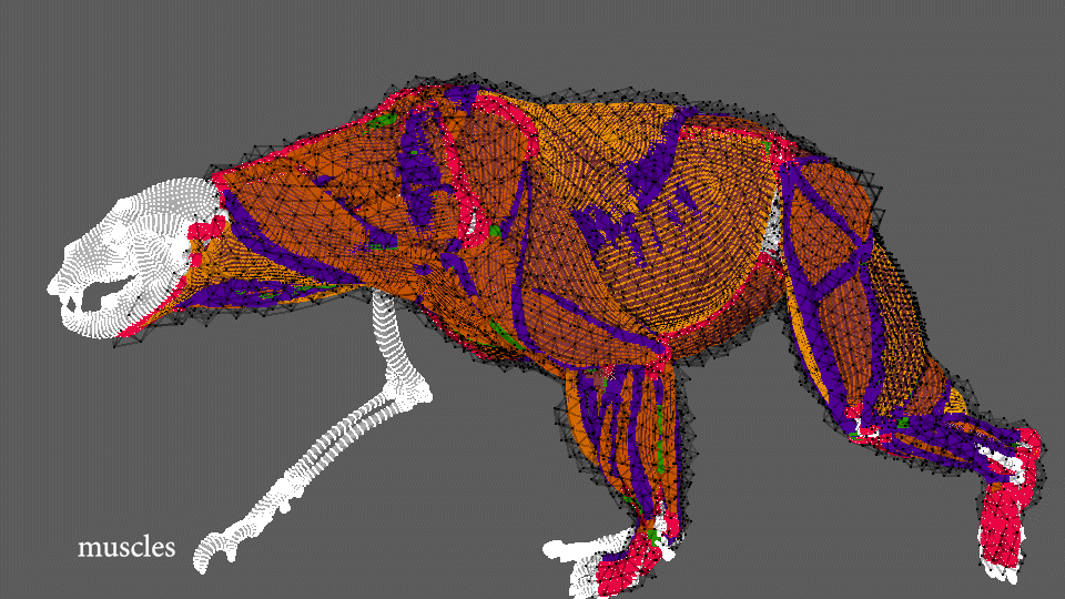 Ziva_Dynamics_muscle.gif