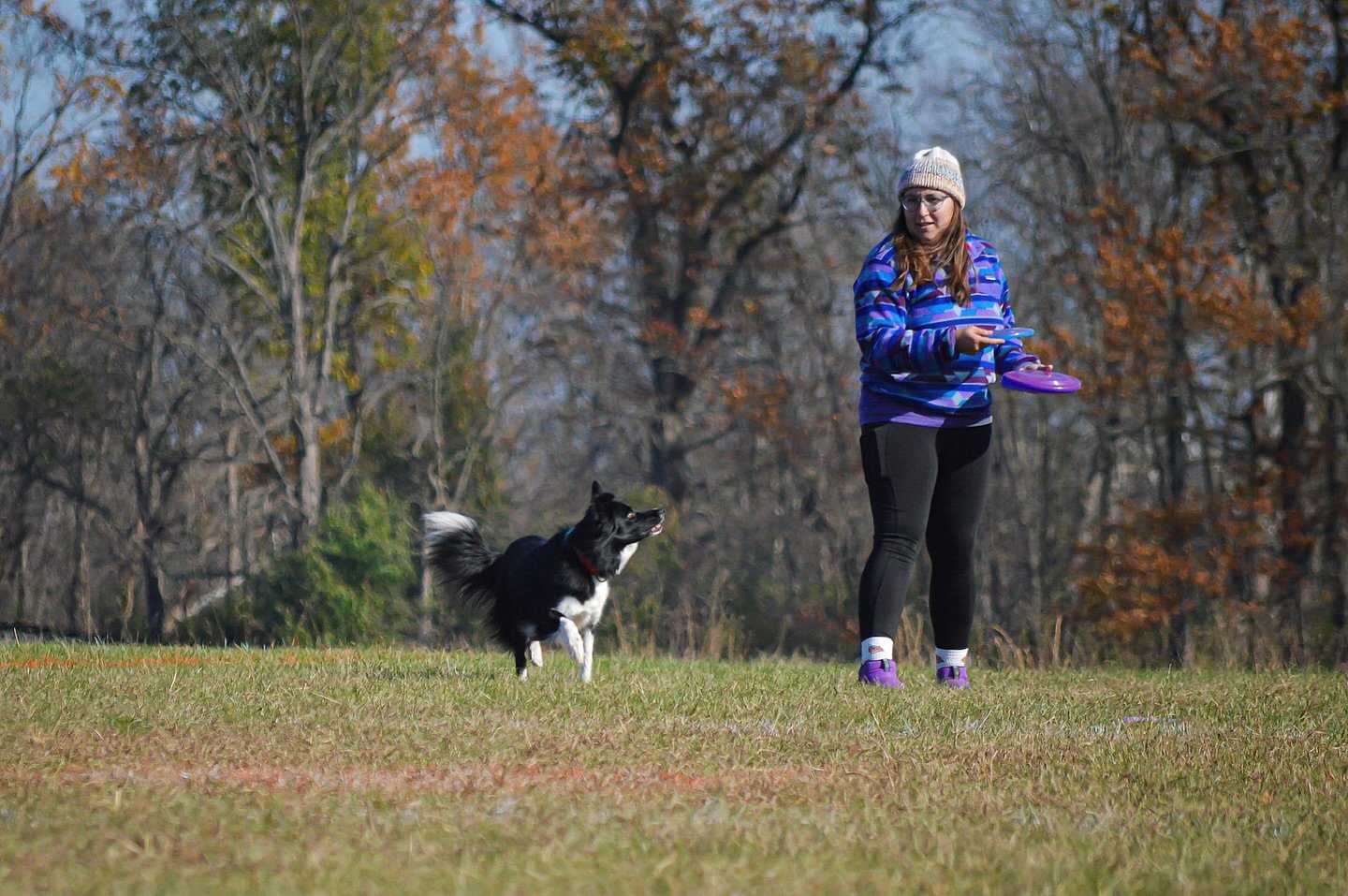 Love having friends who love my dogs too. We started disc up as a fall/spring sport when we&rsquo;re off dock season and a couple friends have taken on a few border collies for their teams. @packofaussholes 
Also super thank you to @the_3muttketeers 