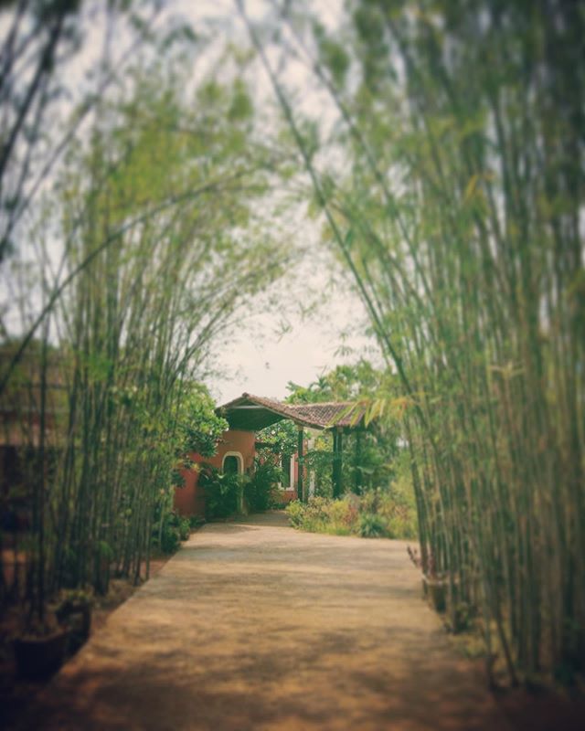 Step into the world of Avanilaya Resort. Boutique villas for a unique getaway. .
.
.
#avanilaya #travelindia #secretescapes #incredibleindia🇮🇳 #goaindia #bamboo #nature_seekers #boutiquevilla #villarental #luxuryvilla