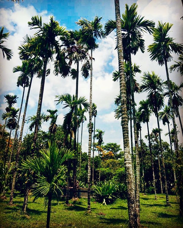 Our betel nut grove in between Villa Padimunu and Villa Panchavatti. .
.
.
#boutiquevilla #luxuryvilla #indiatravel #goaindia #goatravel #betelnut #resortphotography #travelindia #weekendgetaway